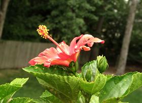 tropical flower