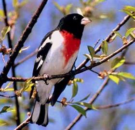Birds