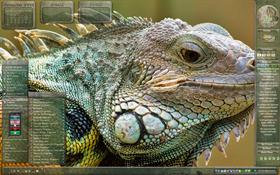 I Guana Go Home