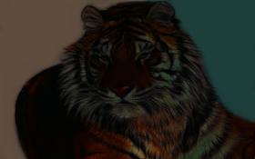 tiger 358