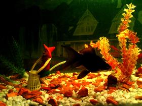 Aquarium ReDecorated