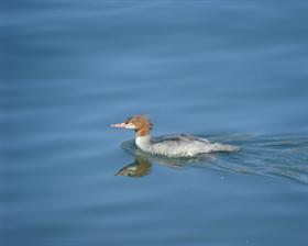 Merganser