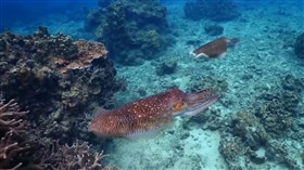 Squids