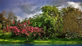 Flowering_Spring_Time