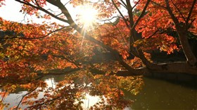 Fall_Sunrays