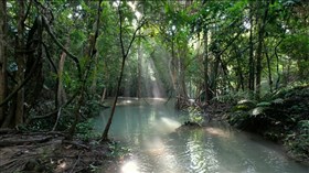 Serene_Jungle_River