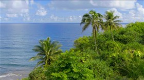 Hawaii_Palm_Ocean_