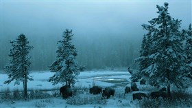 Cold Buffalo