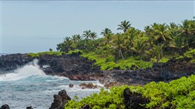 Maui Palm Cove Waves