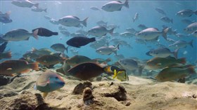 Very Nice Fishies