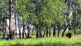 Birchwood_Grove