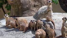 Cute_Meerkats