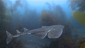 Sea_Critters