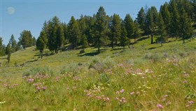 Yellowstone_Wildflowers