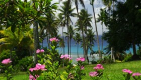 Ocean_Flowers