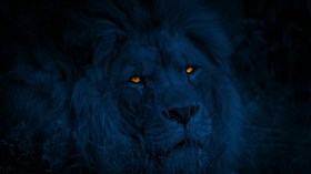 Blue Night Jungle King