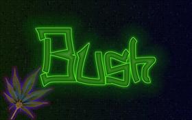 Bush