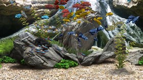Aquarium X