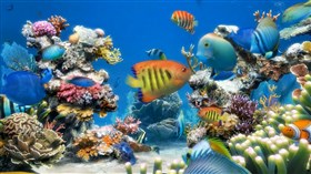 Sim Aquarium 2