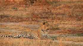 Leopard