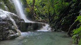 Rain Forest Falls