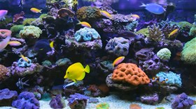 Marine Aquarium