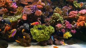 Aquarium 3