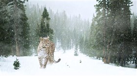 Leopards Winter