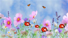 Lady Bugs
