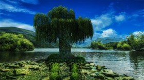 Fur Tree