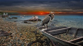 8K Sea Bird
