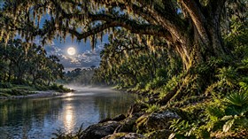 4K River Trees
