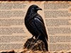 4K The Raven Poem