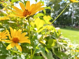 Yellow Flowers