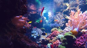 Fish Tank Aquarium