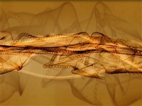 the brown lace