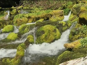 natural moss river