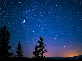Trees and Starry Sky