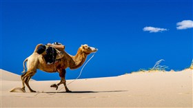 Camel in the Desert