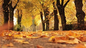 Autumn Road Covered in Leaves