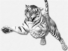 tiger_leaping_ERC.jpg