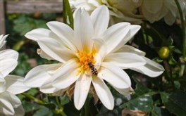 White flower