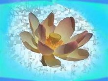 Lotus Blossom