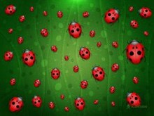 All is Full of Ladybugs
