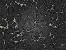 Cell