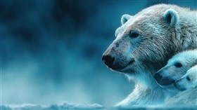 Mama Bear