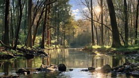 Back in the Woods