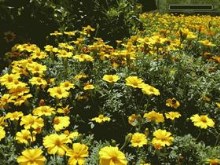 Flower Bed