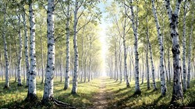 Forest of young birch trees