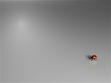 Ladybug
